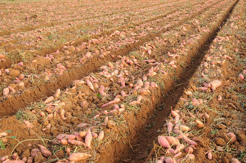 Sweet Potatoes in Tennessee | Muzzarelli Farms