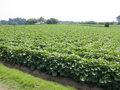 Sweet Potatoes in North Carolina | Muzzarelli Farms