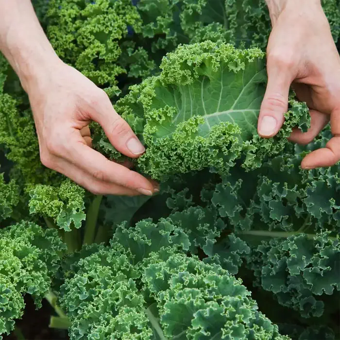 Kale: Healthy and Nutritious