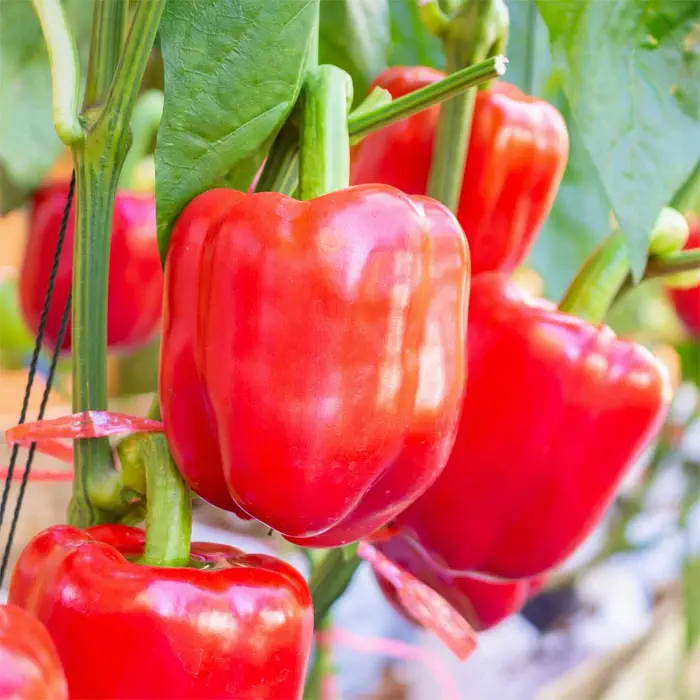 Health Benefits of Red Peppers