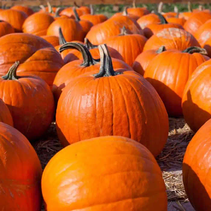 Pumpkins: A Versatile Gift from Nature
