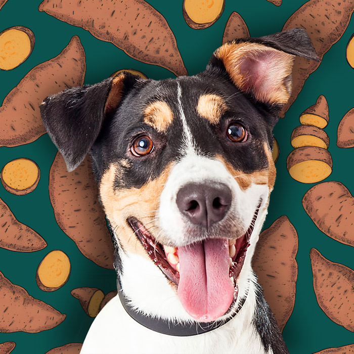 Can I Feed My Dog Sweet Potatoes?