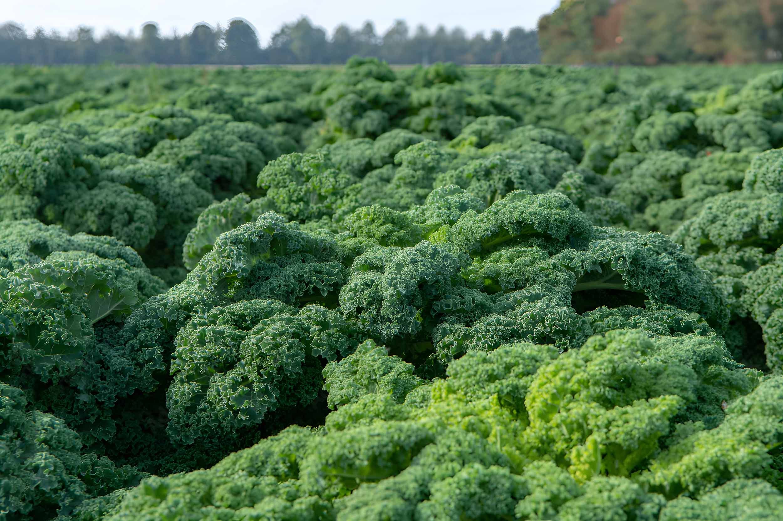 Kale | Muzzarelli Farms, Vineland, NJ