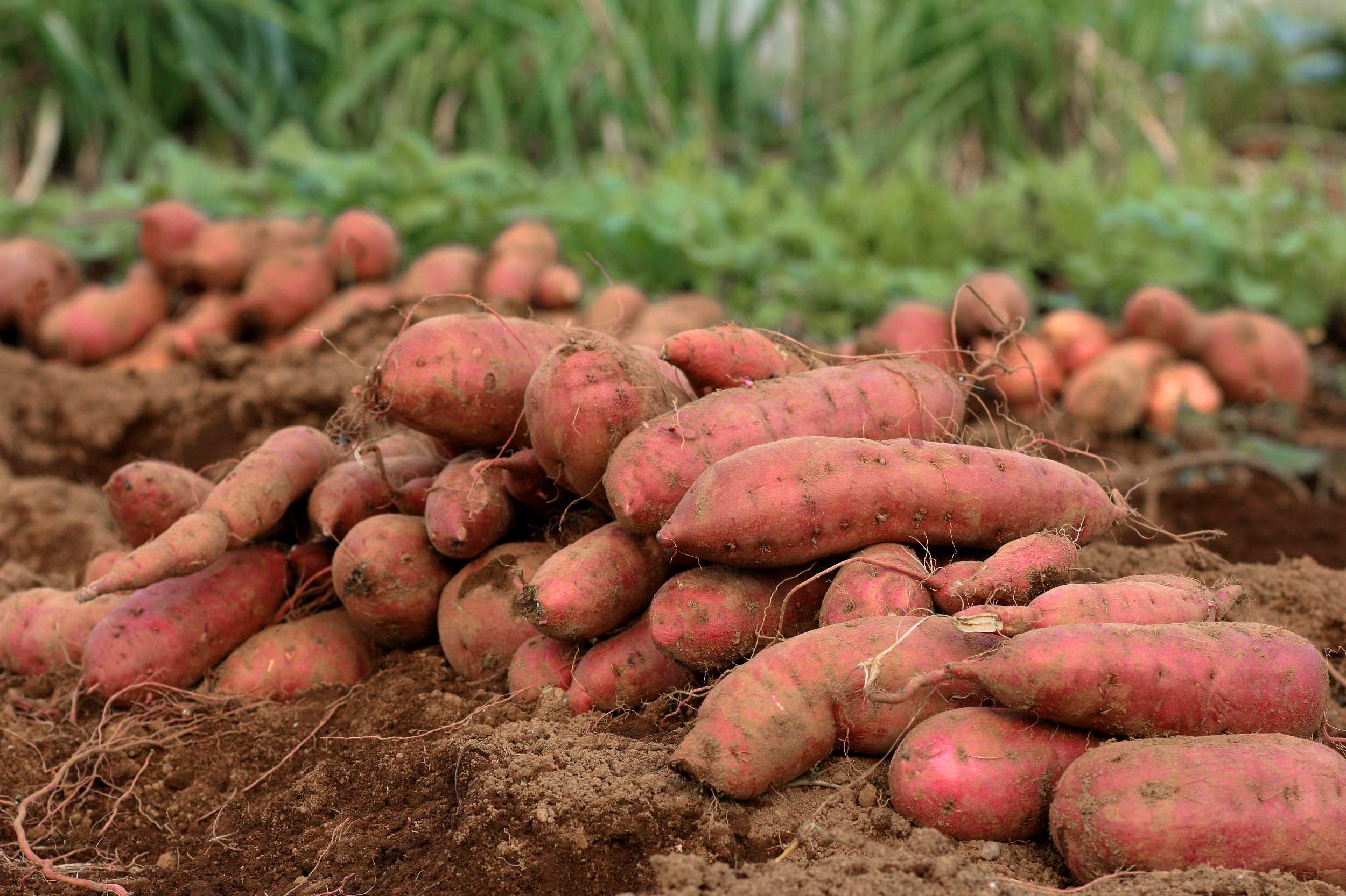 Sweet Potatoes | Muzzarelli Farms, Vineland, NJ