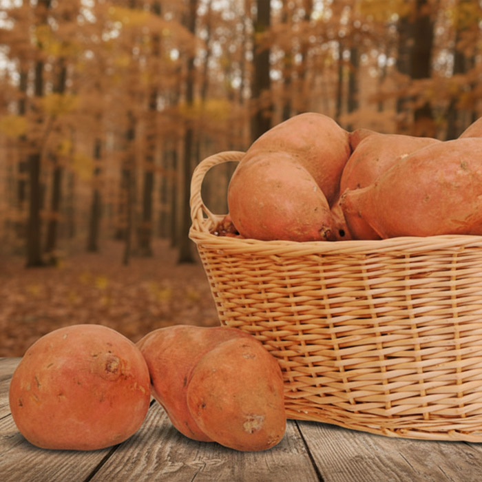 Buy Sweet Potatoes | Muzzarelli Farms in Vineland, NJ