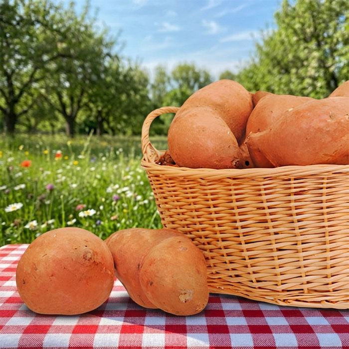 Buy Sweet Potatoes | Muzzarelli Farms in Vineland, NJ