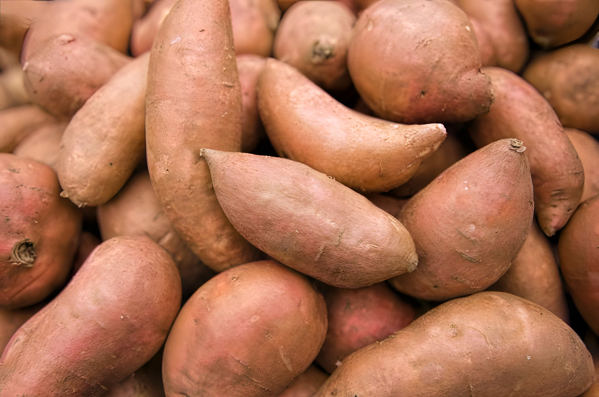 Buy Organic Sweet Potatoes Online | Muzzarelli Farms in Vineland, NJ