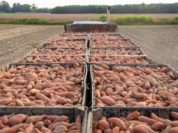 Sweet Potatoes in Alabama | Muzzarelli Farms